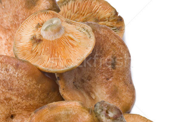 Lactarius Deliciosus Stock Photos Stock Images And Vectors Stockfresh