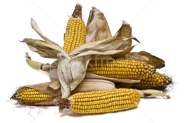 Maize ears isolated over white. Stock photo © angelsimon