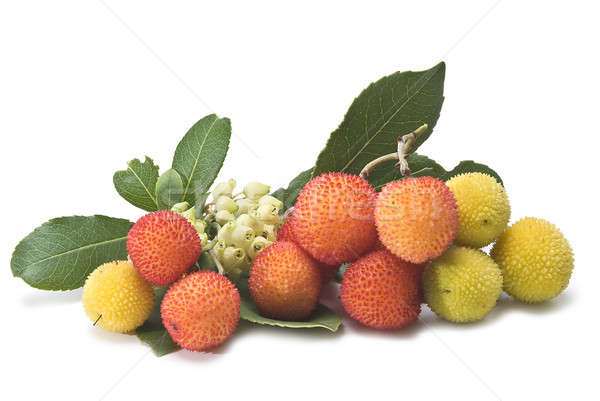 Stock photo: Arbutus on its branch.