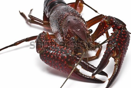Red crayfish. Stock photo © angelsimon
