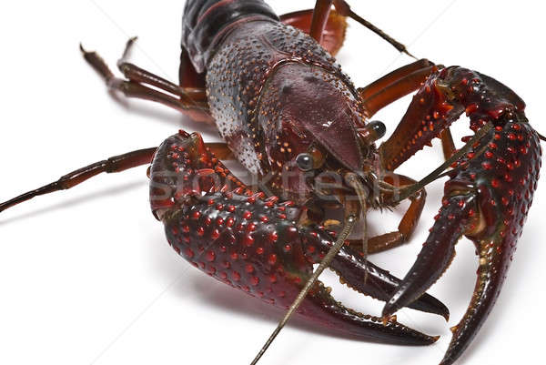 Crayfish with big claws. Stock photo © angelsimon