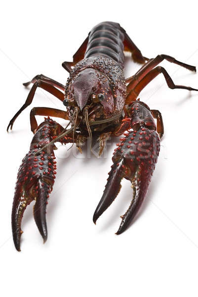 Crayfish for cooking. Stock photo © angelsimon