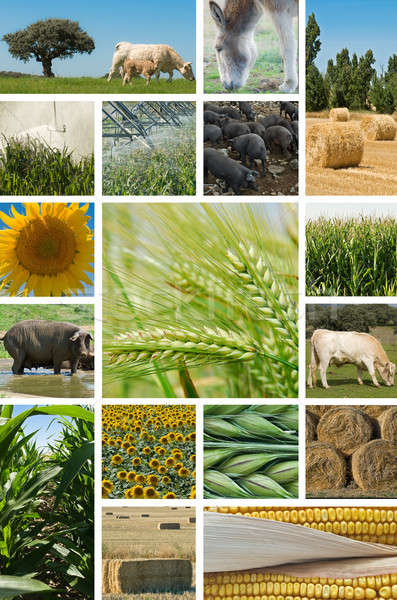 Agriculture and animal husbandry. Stock photo © angelsimon
