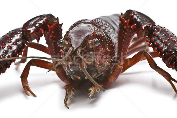 Closeup from a crayfish. Stock photo © angelsimon