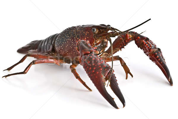 Premium crayfish. Stock photo © angelsimon