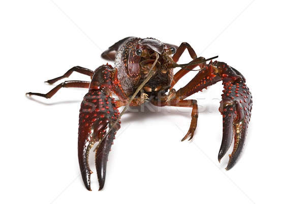Crayfish over white. Stock photo © angelsimon