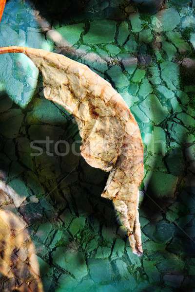 Double exposure of floral objects Stock photo © animagistr