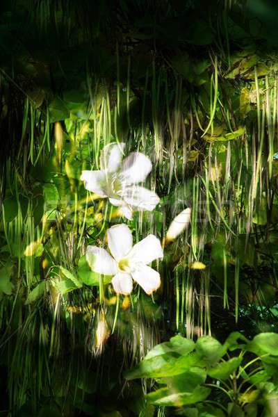 Doble exposición floral objetos día luz Foto stock © animagistr