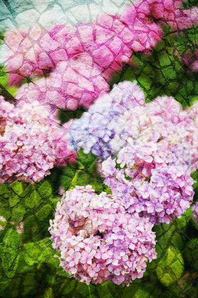 Doubler exposition floral objets jour lumière [[stock_photo]] © animagistr