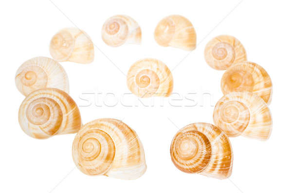 Stock foto: Kreis · Spirale · Muscheln · isoliert · weiß · Wasser