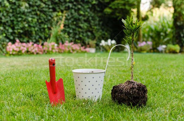 Planting tree in blooming garden Stock photo © anmalkov