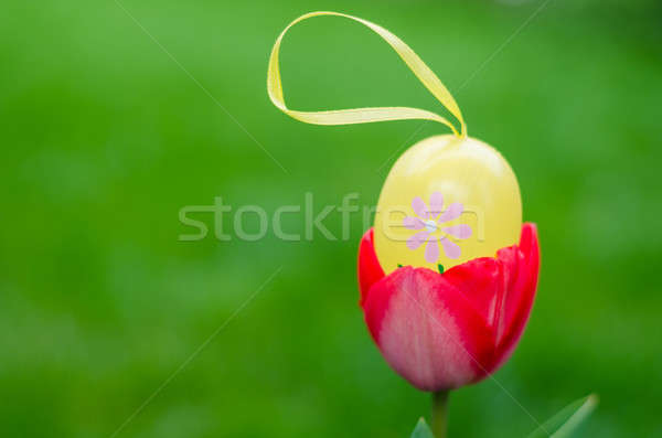 Huevo de Pascua dentro rojo tulipán jardín amarillo Foto stock © anmalkov