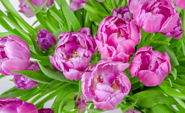 Bouquet of pink tulips in flowerpot Stock photo © anmalkov