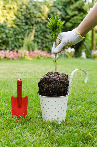 árbol jardín nuevos maceta Foto stock © anmalkov