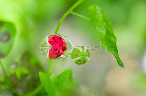 Rose Red brote flor jardín primer plano flor Foto stock © anmalkov