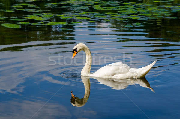 優雅な 白 白鳥 スイミング 水 愛 ストックフォト © anmalkov