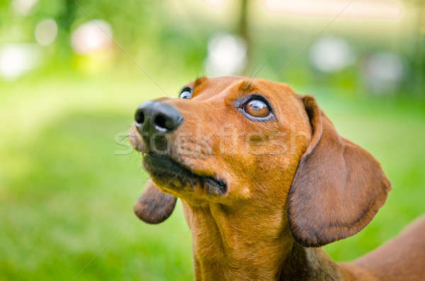 Portrait of dachshund dog at park Stock photo © anmalkov
