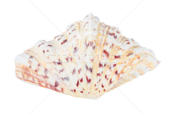 Océano Shell aislado blanco playa alimentos Foto stock © anmalkov