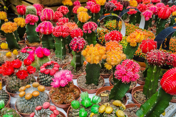 Colorido mercado planta flores Foto stock © anmalkov