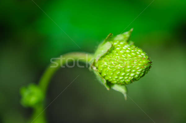 Fresh green strawberry on stem with natural background Stock photo © anmalkov