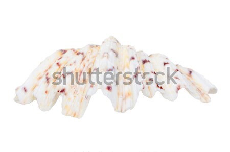 Beautifiul ocean shell isolated on white Stock photo © anmalkov