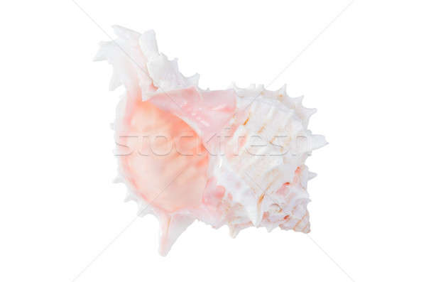 Oceaan shell geïsoleerd witte strand voedsel Stockfoto © anmalkov