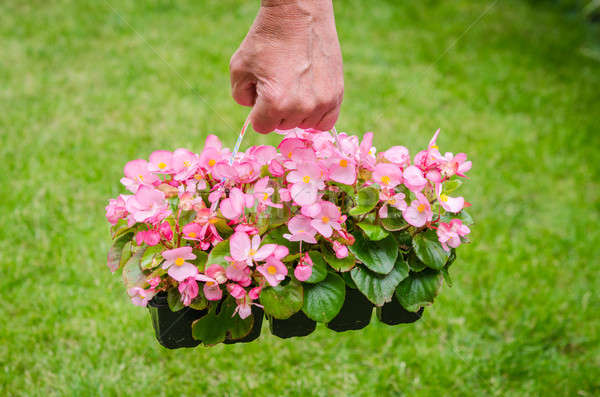 Hand holds container of pink blossom begonia in garden Stock photo © anmalkov