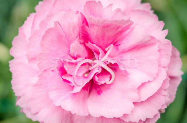 Hermosa rosa clavel verde flor amor Foto stock © anmalkov