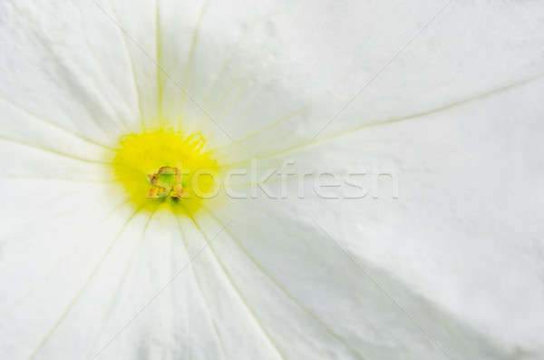 Macro shot of white petunia flower with stamens and pollen Stock photo © anmalkov