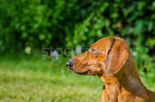 Portrait of dachshund dog at park Stock photo © anmalkov