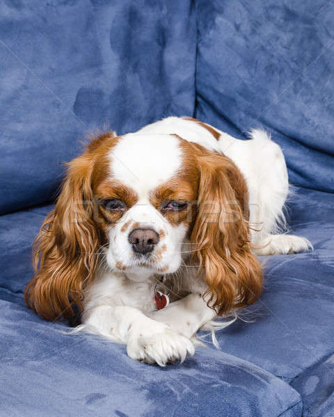 Spaniel dog lying on couch Stock photo © anmalkov