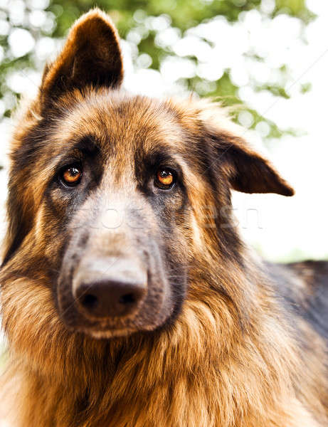Cute собака портрет фото красивой печально Сток-фото © Anna_Om