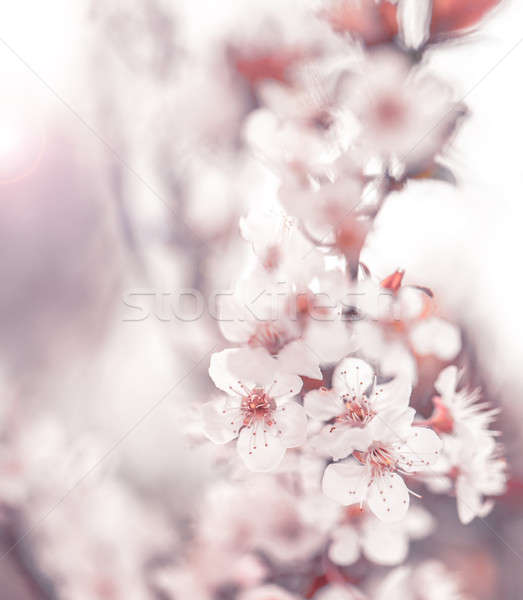 Cherry blossom Stock photo © Anna_Om