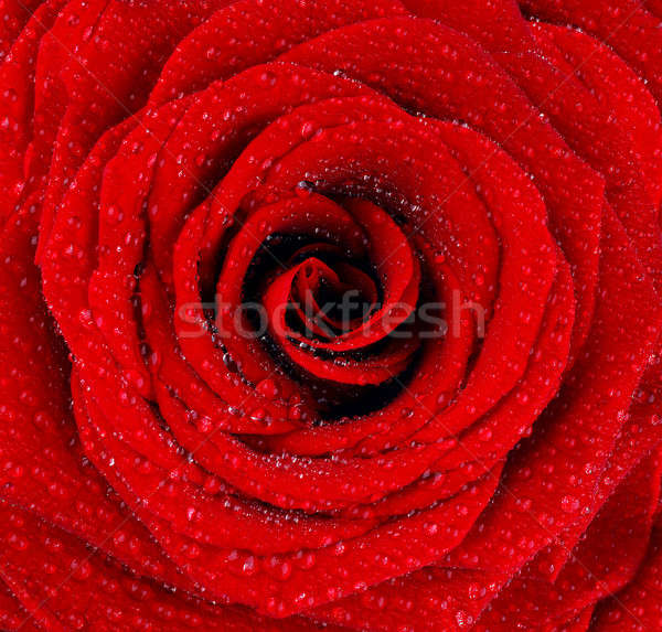 Rood nat steeg dauw druppels bloem Stockfoto © Anna_Om