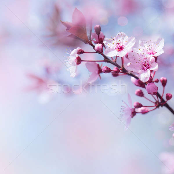 Belle floral frontière cerise arbre floraison Photo stock © Anna_Om