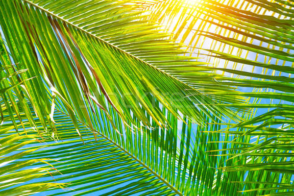 Fresh palm leaves background Stock photo © Anna_Om