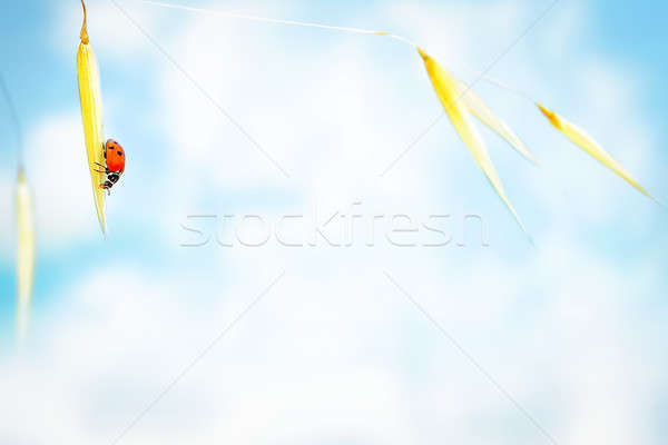 Little ladybug on the wheat Stock photo © Anna_Om