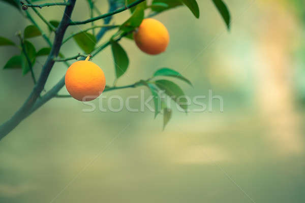 Orange tree branch Stock photo © Anna_Om
