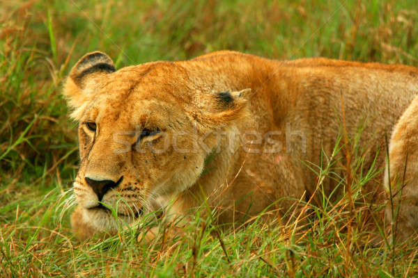 Wild African Lioness Stock photo © Anna_Om