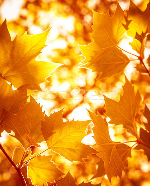 аннотация листва красивой лес Сток-фото © Anna_Om