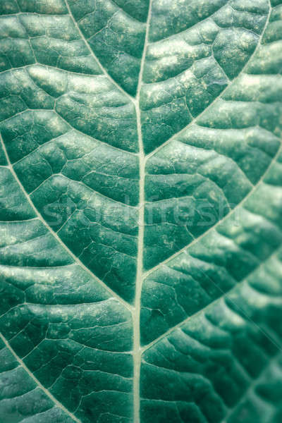 Yeşil yaprak bağbozumu stil makro fotoğraf egzotik Stok fotoğraf © Anna_Om