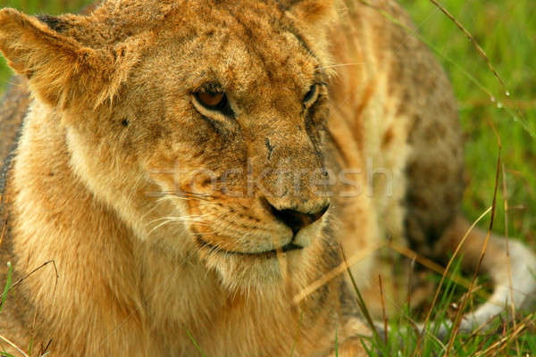 Lioness under rain in the wilderness Stock photo © Anna_Om