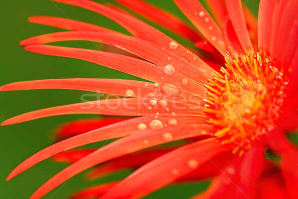 Blume dew Frühling Natur Blatt Stock foto © Anna_Om