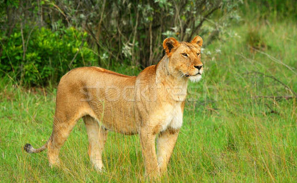 Stok fotoğraf: Afrika · Afrika · Kenya · çim · kedi