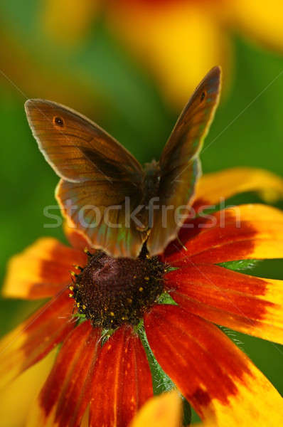 Farfalla bella fiore bellezza impianto ali Foto d'archivio © Anna_Om