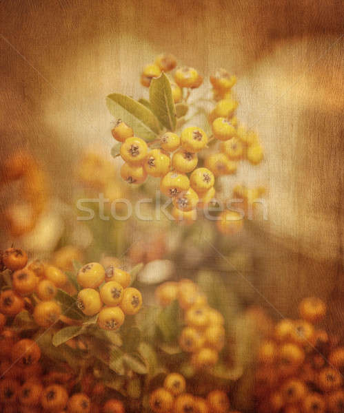 Rowanberry grunge background Stock photo © Anna_Om