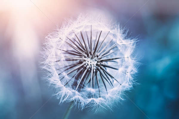 Gentle dandelion flower Stock photo © Anna_Om