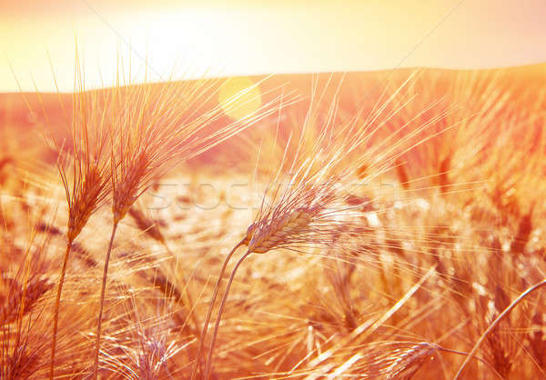 麦畑 日没 美しい ストックフォト © Anna_Om
