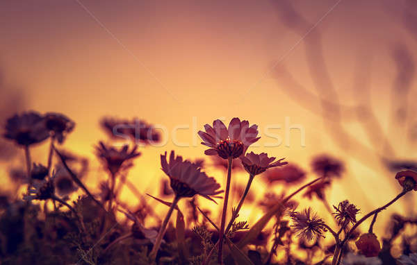 [[stock_photo]]: Daisy · domaine · coucher · du · soleil · belle · lumière · silhouette
