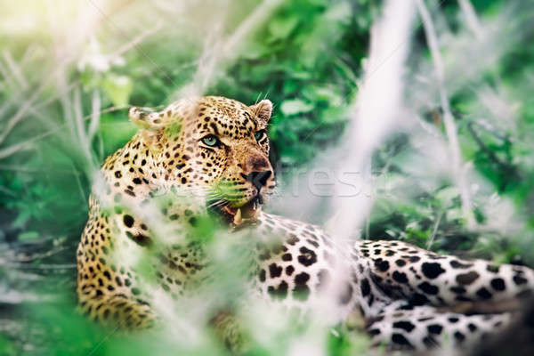 Frumos leopard safari pădure Imagine de stoc © Anna_Om